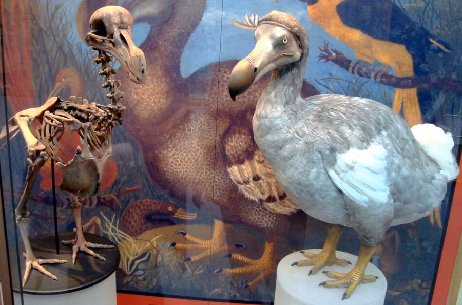 Chim dodo là biểu tượng cho sự tuyệt chủng.