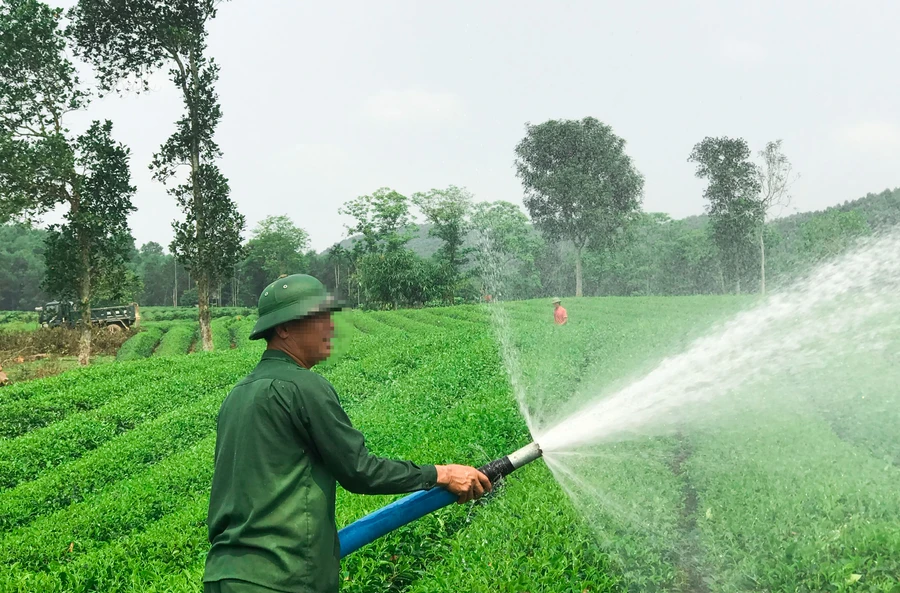 Ông N.C.D. hiện đang làm kinh tế trên diện tích đất mình bỏ tiền ra mua nhưng lại đứng tên người khác.