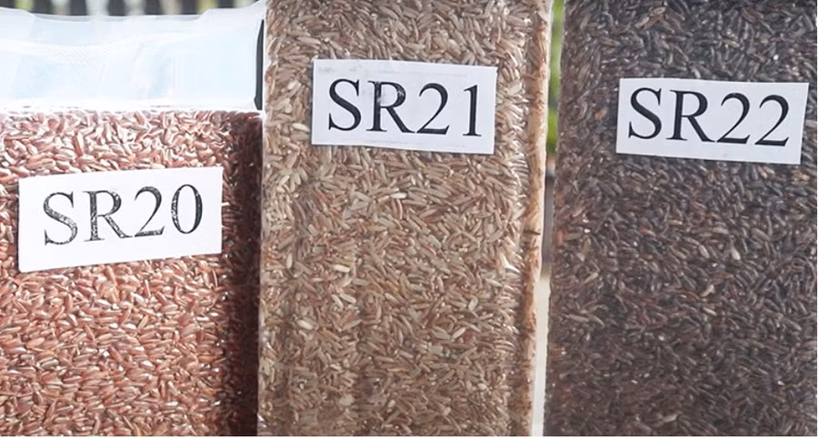 Các giống lúa màu của nhóm nghiên cứu.