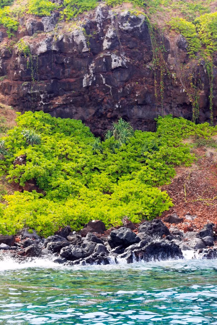 Hòn Tranh sở hữu hệ thực vật phong phú cùng những hang động huyền bí như: hang Cò Khô, hang Cò Nước, mũi Xương Cá, vũng Phật, vũng Bàn…