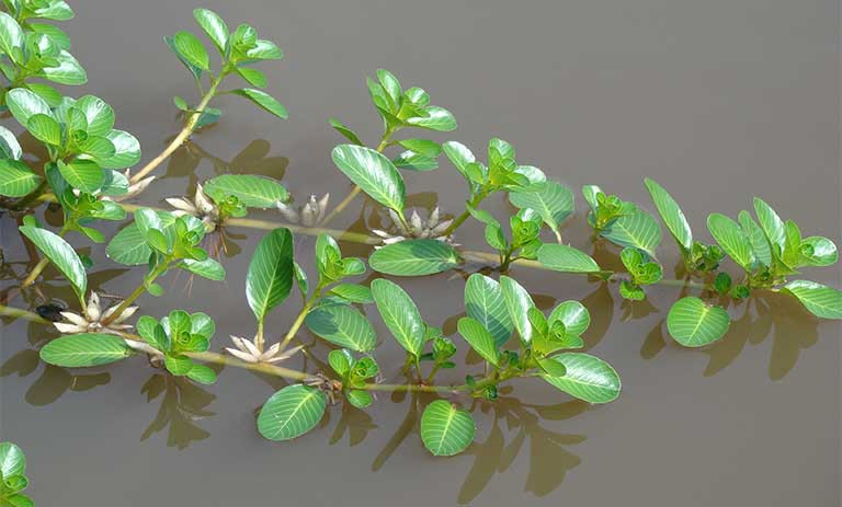 Những loại cây dại bỗng thành đặc sản, dân phố đua nhau săn lùng ảnh 5 Những loại cây dại bỗng thành đặc sản, dân phố đua nhau săn lùng ảnh 5