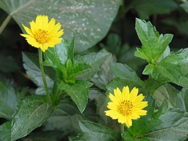 Những loại cây dại bỗng thành đặc sản, dân phố đua nhau săn lùng ảnh 4