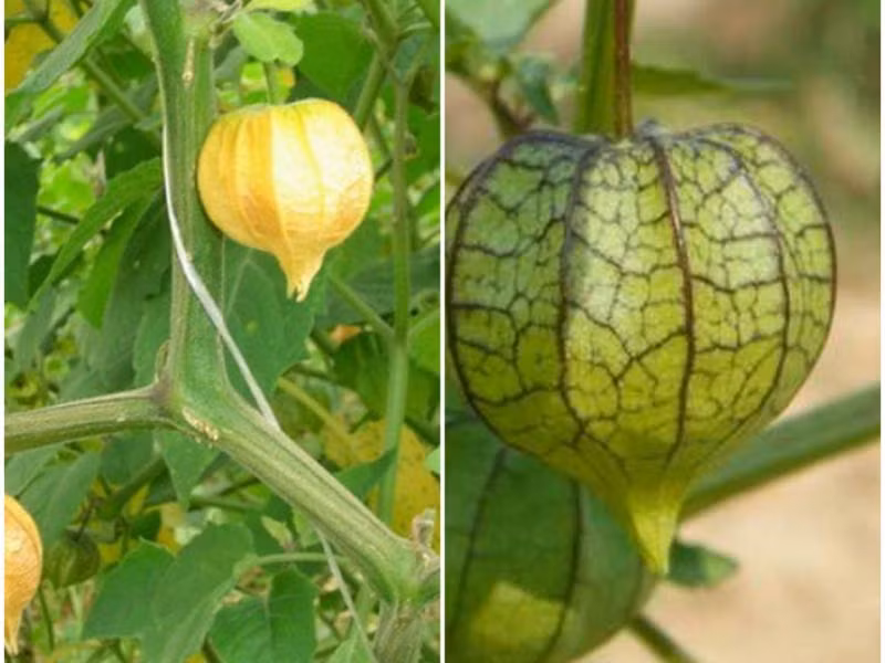 Những loại cây dại bỗng thành đặc sản, dân phố đua nhau săn lùng ảnh 1