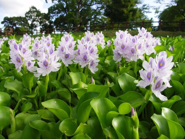 Những loại cây dại bỗng thành đặc sản, dân phố đua nhau săn lùng ảnh 7 Những loại cây dại bỗng thành đặc sản, dân phố đua nhau săn lùng ảnh 7