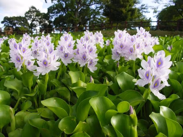 Những loại cây dại bỗng thành đặc sản, dân phố đua nhau săn lùng ảnh 7