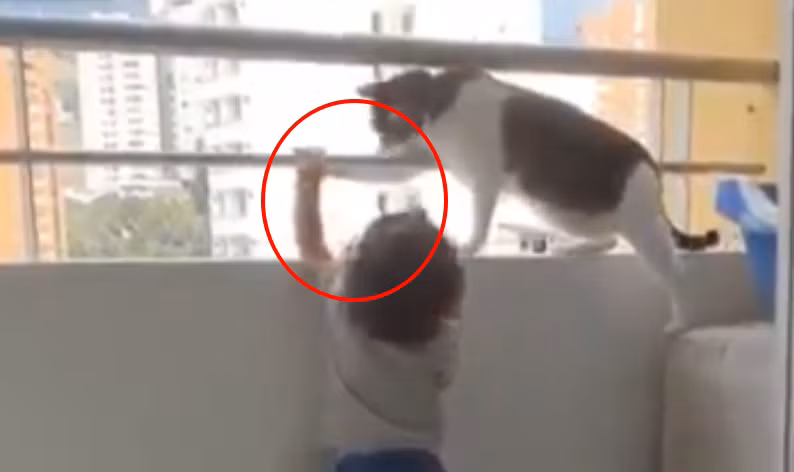 Video: Mèo con gạt tay cản bé trai định bám lan can ở chung cư cao tầng