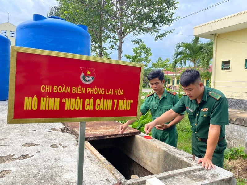 Chi đoàn Đồn Biên phòng Lai Hòa tận dụng các bồn, bể chứa nước không còn sử dụng để nuôi cá bảy màu.