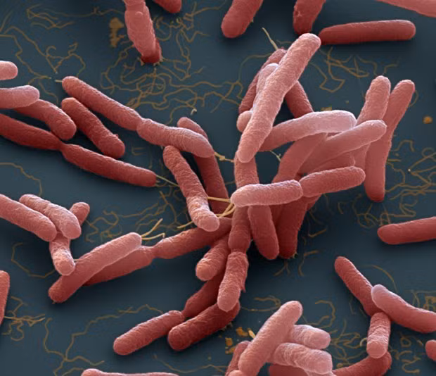 Người nhiễm vi khuẩn "ăn thịt người" thường có biểu hiện sốt cao và đau dạ dày. 