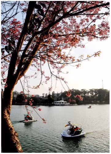 Đà Lạt - Mùa hoa Anh đào ảnh 5