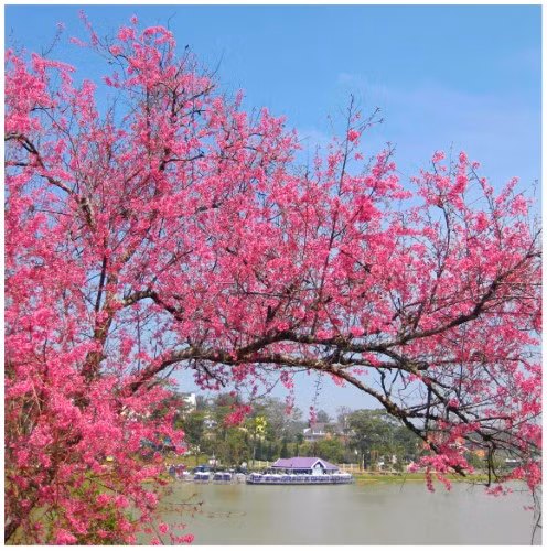 Đà Lạt - Mùa hoa Anh đào ảnh 1