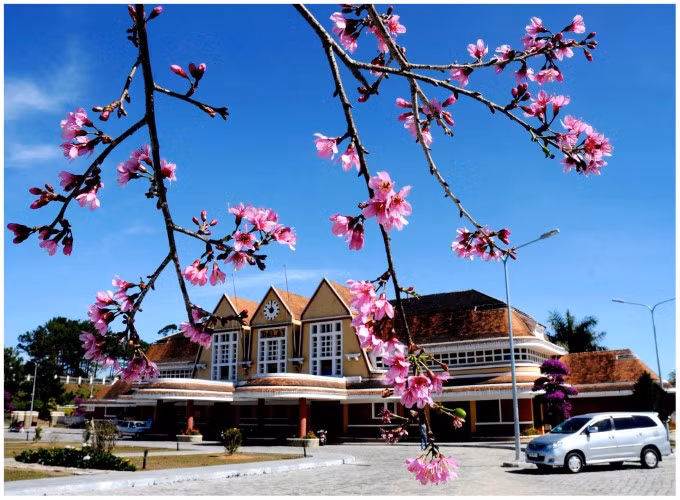 Đà Lạt - Mùa hoa Anh đào