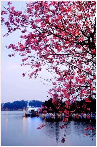 Đà Lạt - Mùa hoa Anh đào ảnh 3