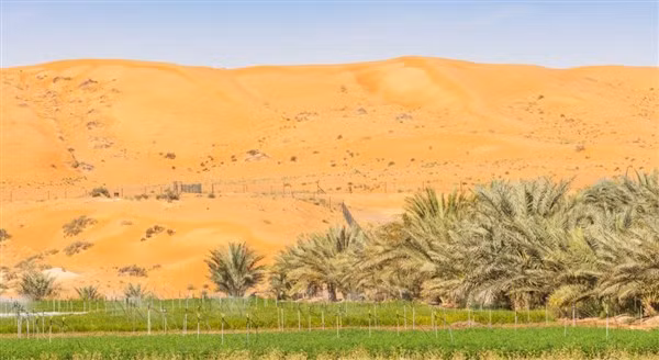 Canh tác luôn trong sa mạc là giải pháp nhanh đối phó vấn đề thiếu hụt lương thực toàn cầu.