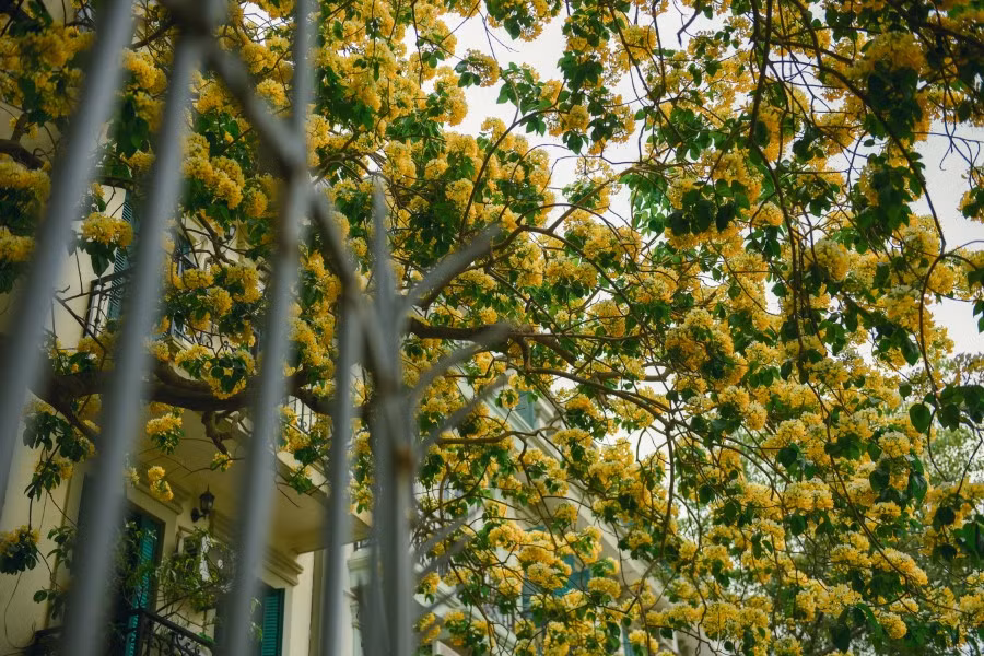 Mê mẩn mùa hoa... bún Hà Nội ảnh 4