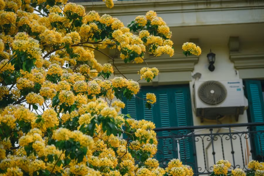 Mê mẩn mùa hoa... bún Hà Nội ảnh 6