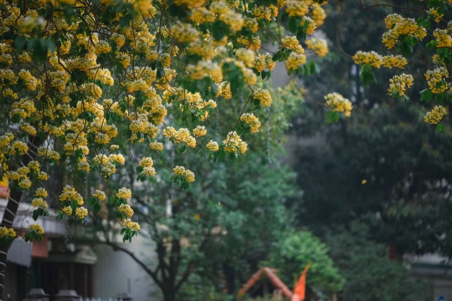 Mê mẩn mùa hoa... bún Hà Nội ảnh 5