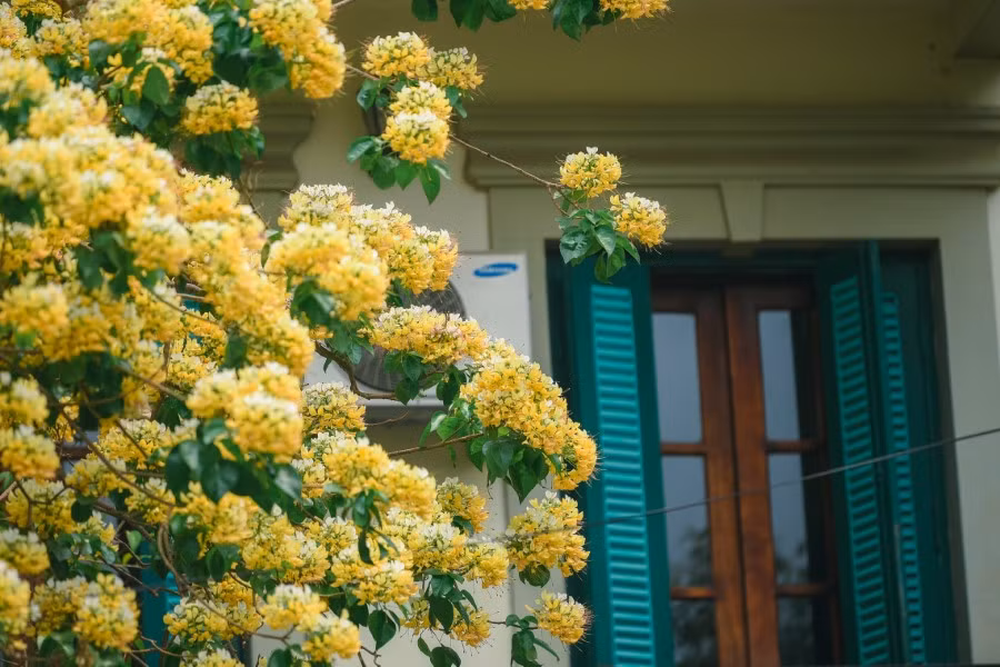 Mê mẩn mùa hoa... bún Hà Nội ảnh 1