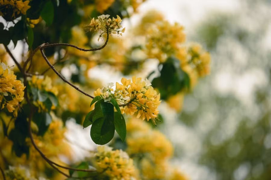 Mê mẩn mùa hoa... bún Hà Nội ảnh 8