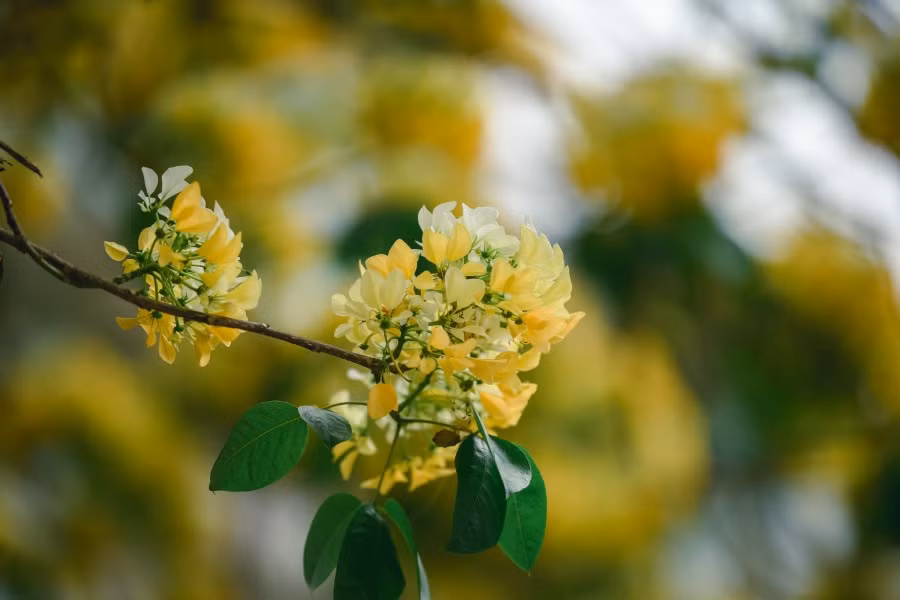 Mê mẩn mùa hoa... bún Hà Nội ảnh 7