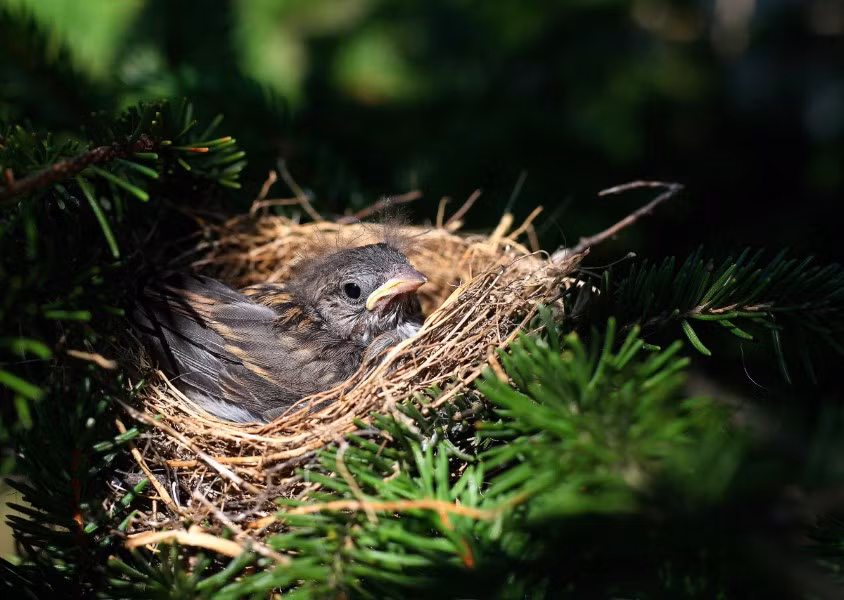 Chim làm tổ vào mùa xuân khi có nguồn thức ăn dồi dào.