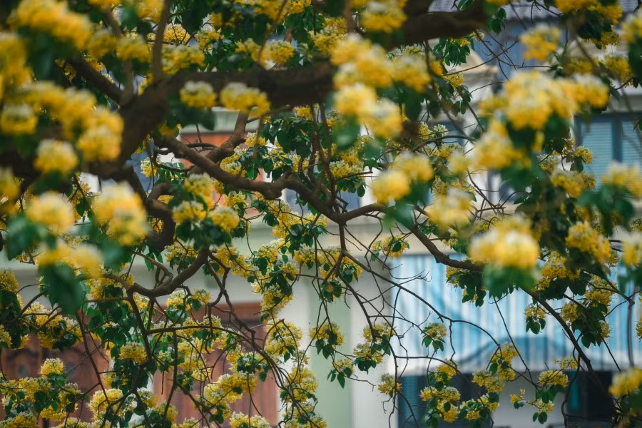 Mê mẩn mùa hoa... bún Hà Nội ảnh 2