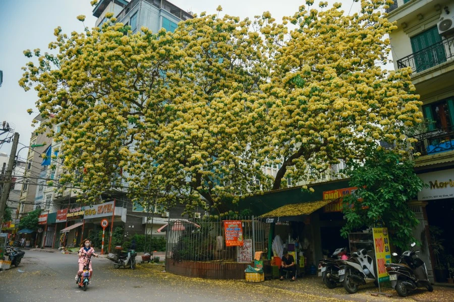 Mê mẩn mùa hoa... bún Hà Nội