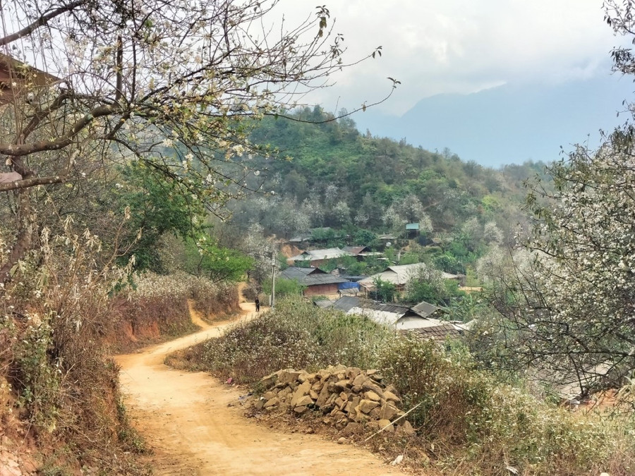 Hoa Sơn Tra được dùng điểm tô không gian sống. Hoa Sơn Tra được dùng điểm tô không gian sống.