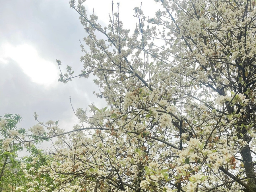 Cây Sơn Tra bám rễ đất này từ lâu và gắn bó mật thiết với cuộc sống đồng bào Mông. Cây Sơn Tra bám rễ đất này từ lâu và gắn bó mật thiết với cuộc sống đồng bào Mông.