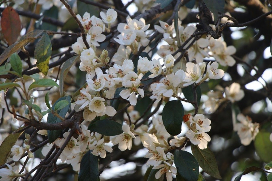 Hoa Sơn Tra có màu sắc trắng như hoa mận, nhụy màu vàng, kết thành từng chùm, mỗi bông từ 4 đến 5 cánh. Hoa Sơn Tra có màu sắc trắng như hoa mận, nhụy màu vàng, kết thành từng chùm, mỗi bông từ 4 đến 5 cánh.