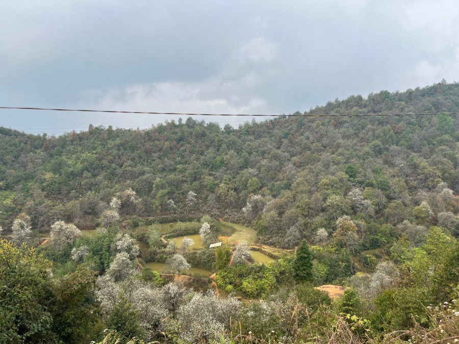 Mùa xuân, Sơn Tra nảy lộc đâm chồi rồi trổ hoa trắng muốt khắp núi trên, thung dưới, tạo thành bức tranh thiên nhiên tuyệt đẹp. Mùa xuân, Sơn Tra nảy lộc đâm chồi rồi trổ hoa trắng muốt khắp núi trên, thung dưới, tạo thành bức tranh thiên nhiên tuyệt đẹp.