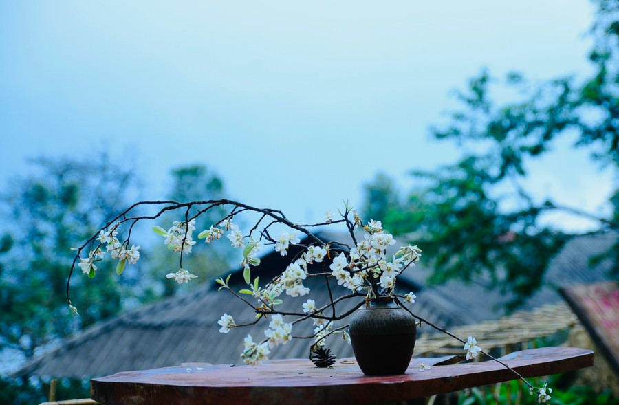 Cây Sơn Tra không chỉ có hoa đẹp, mà còn giúp người dân phát triển kinh tế nâng cao thu nhập. Cây Sơn Tra không chỉ có hoa đẹp, mà còn giúp người dân phát triển kinh tế nâng cao thu nhập.