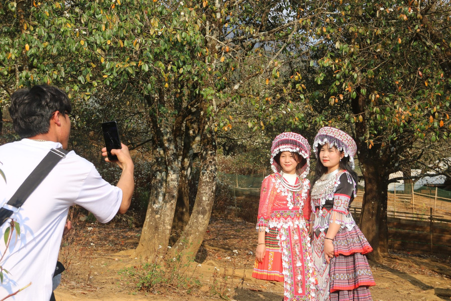 Các cô gái Mông rủ nhau chụp ảnh dưới tán cây Sơn Tra. Các cô gái Mông rủ nhau chụp ảnh dưới tán cây Sơn Tra.