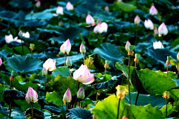 Sen thân trắng viền hồng.