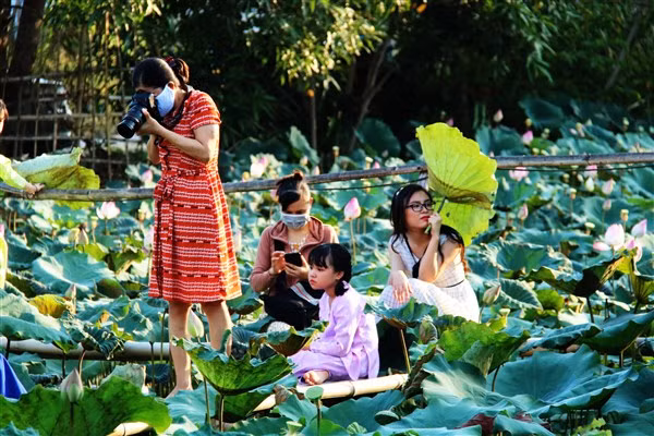 Chụp ảnh với sen.
