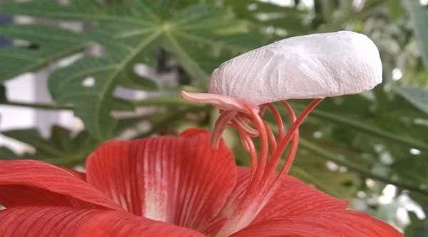 Biến bã mía thành vật liệu lọc nước nhiễm xăng dầu