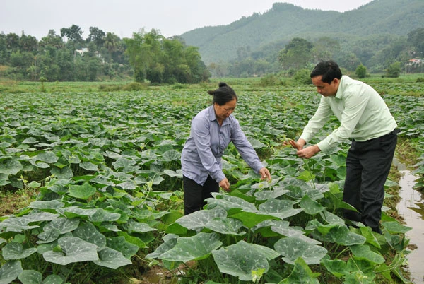 Cây trồng ưa phân bón từ nước thải biogas.