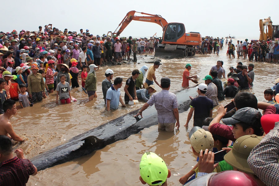 Cá voi được giải cứu đã bơi khỏi vùng biển được thả