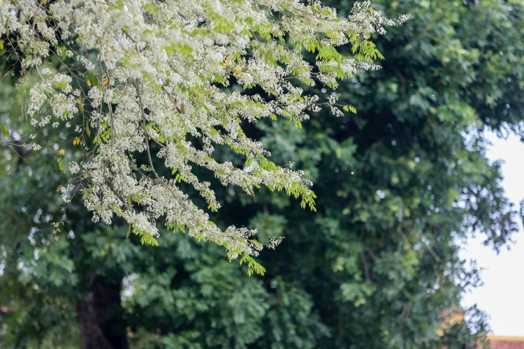 Từng chùm hoa sưa bung nở nhuộm trắng góc phố.