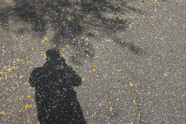 Thợ ảnh “săn” hoa.