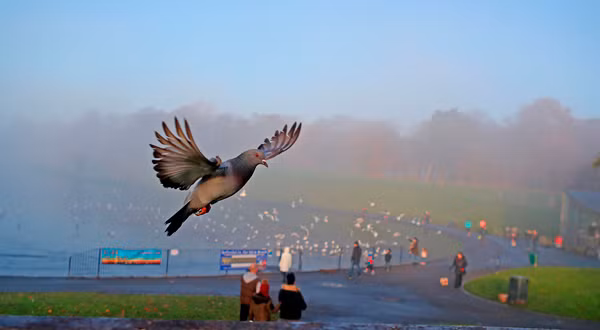 Bồ câu được sử dụng làm gián điệp