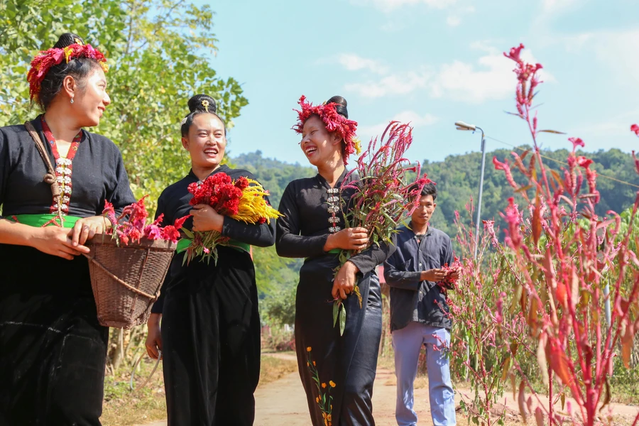 Theo quan niệm, hoa Mào gà nở nhiều và đẹp báo hiệu bà con người Cống sẽ đón một năm mới no ấm.