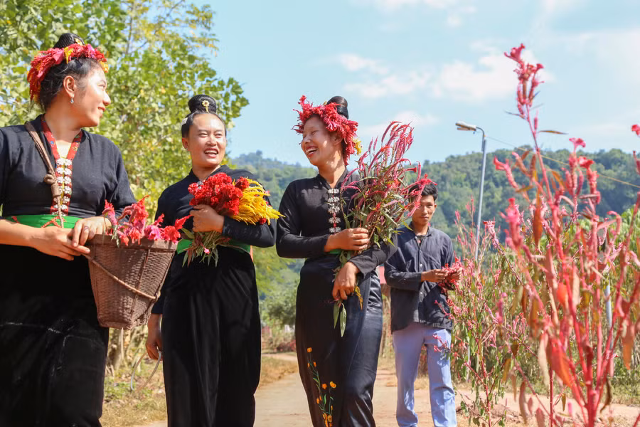 Theo quan niệm, hoa Mào gà nở nhiều và đẹp báo hiệu bà con người Cống sẽ đón một năm mới no ấm.