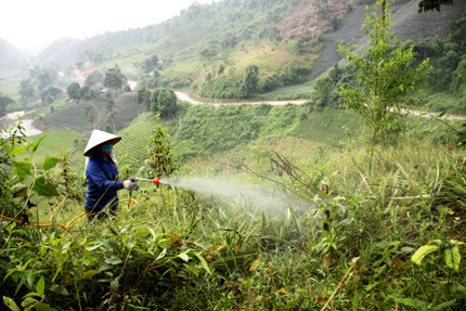 Tận mục quy trình sang chiết thuốc cỏ cháy “đầu độc” người sử dụng