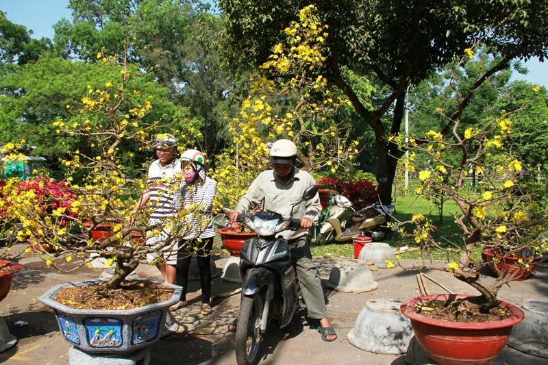 Giá hoa tết giảm mạnh, người Sài Gòn ùn ùn đi mua "ủng hộ"