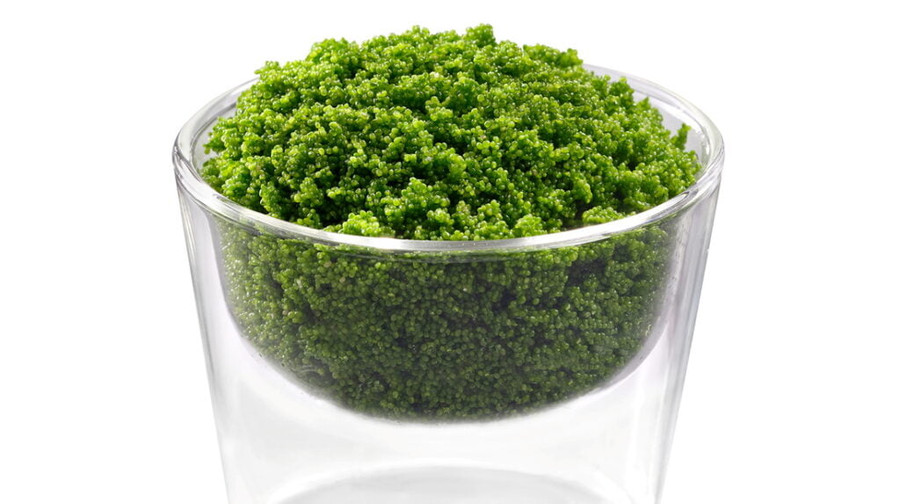 Wolffia - một loại rau xanh mang nhiều ưu việt. Wolffia - một loại rau xanh mang nhiều ưu việt.