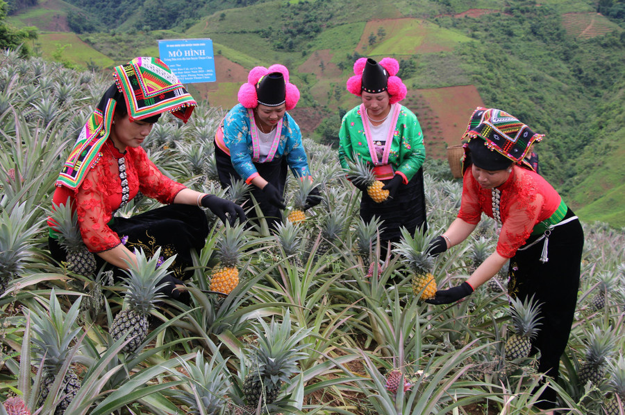 Mô hình trồng dứa đang góp phần nâng cao thu nhập của nhiều hộ nghèo ở Thuận Châu.