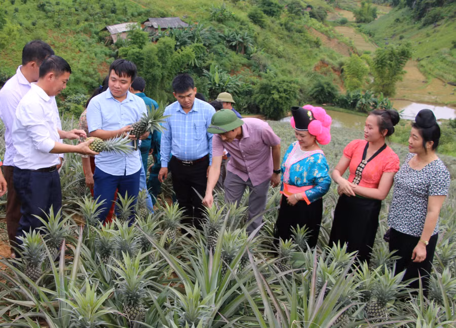 Mô hình trồng dứa đang góp phần nâng cao thu nhập của nhiều hộ nghèo ở Thuận Châu.