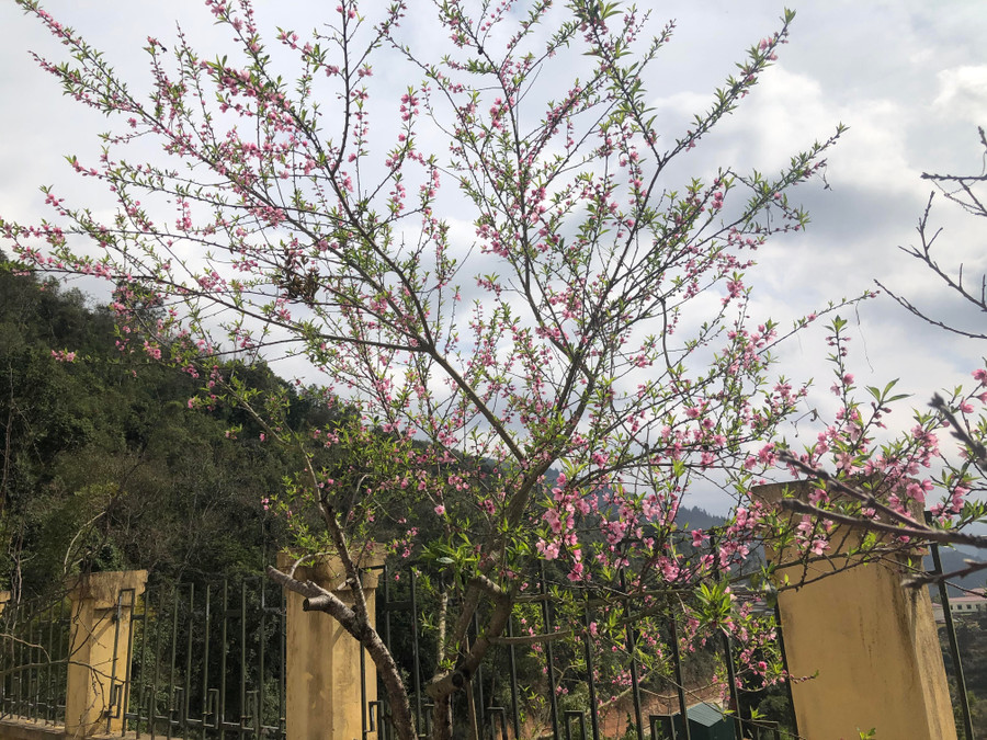 Hoa đào nở, báo hiệu Tết đến xuân về tại đồn BP Lũng Cú