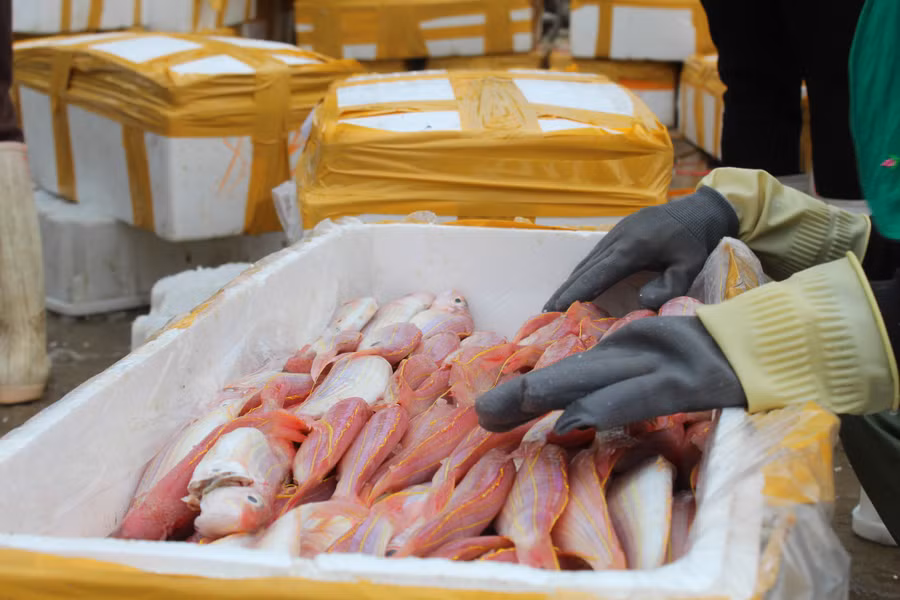 Cá lưỡng hồng có màu sắc nổi bật bắt mắt, giá trị kinh tế cao.