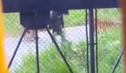 Gấu đen bị 14 con hổ cắn chết trong sở thú ảnh 1